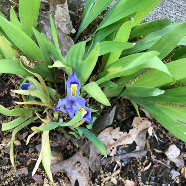 Iris Japonica 'Nada'