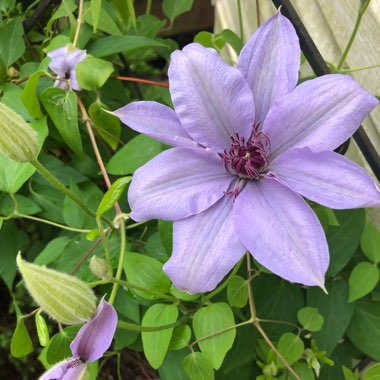 Clematis