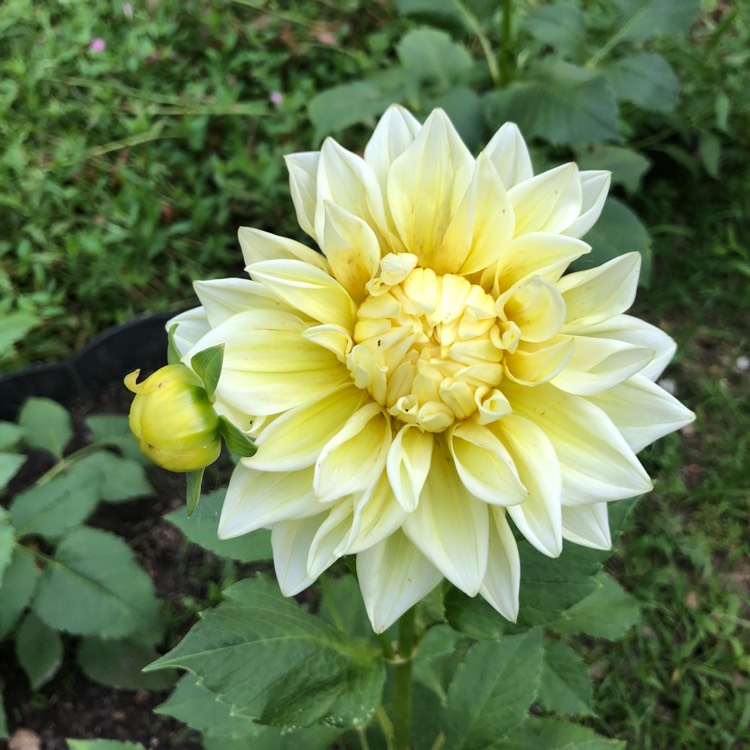 Plant image Dahlia 'Kelvin Floodlight'