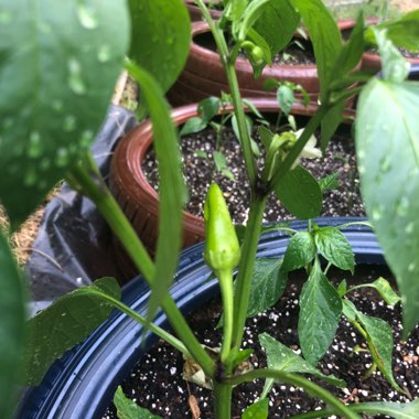 Capsicum 'Sweet Banana'