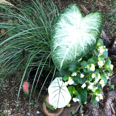 Caladium