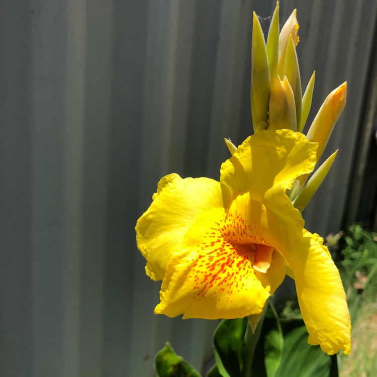 Plant image Canna 'Happy Emily' (Cannasol Series)