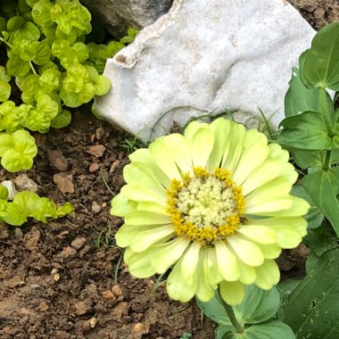 Zinnia elegans 'Envy' syn. Zinnia elegans 'Green Envy'