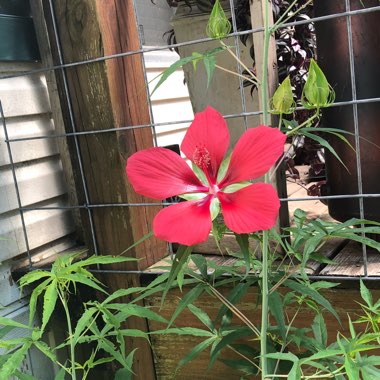 Hibiscus rosa-sinensis