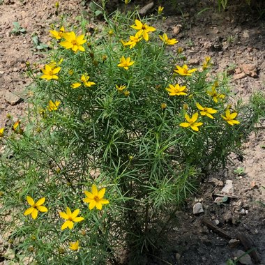 Tagetes tenuifolia 'Lemon Gem'