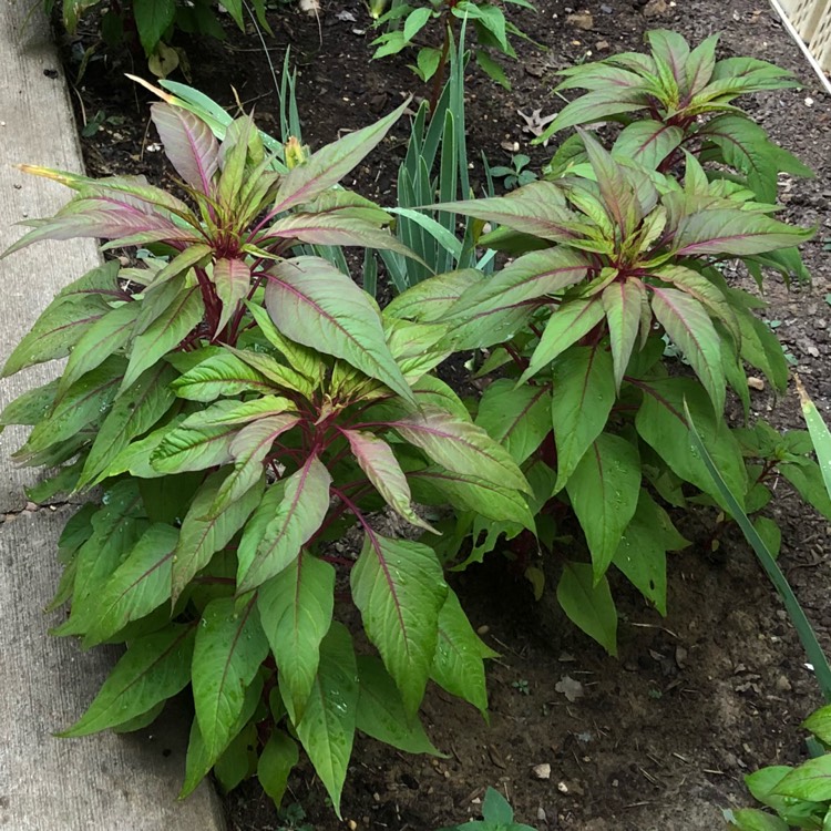 Plant image Celosia argentea 'Venezuela'