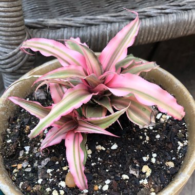 Cryptanthus Bivittatus