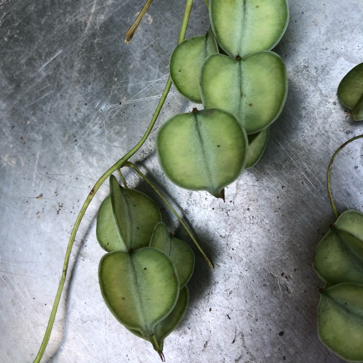 Plant image Dioscorea batatas. syn. Dioscorea polystachya ; Dioscorea opposita