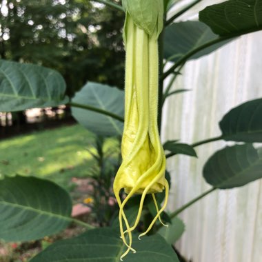 Brugmansia