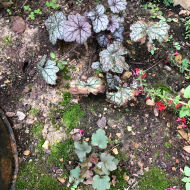 Heuchera 'Sugar Plum'