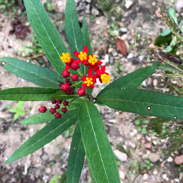 Plant image Asclepias curassavica 'Monarch Promise'