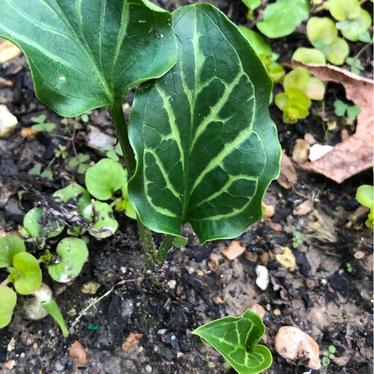 Plant image Arum italicum 'Pictum'