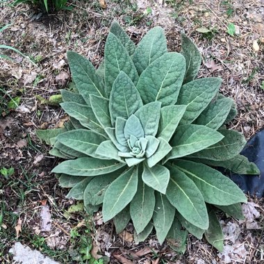 Verbascum thapsus