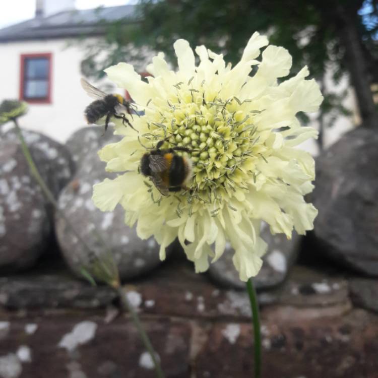 Plant image Cephalaria gigantea syn. Cephalaria caucasica ; Cephalaria tatarica