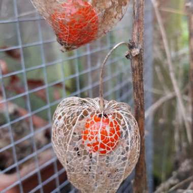 Physalis