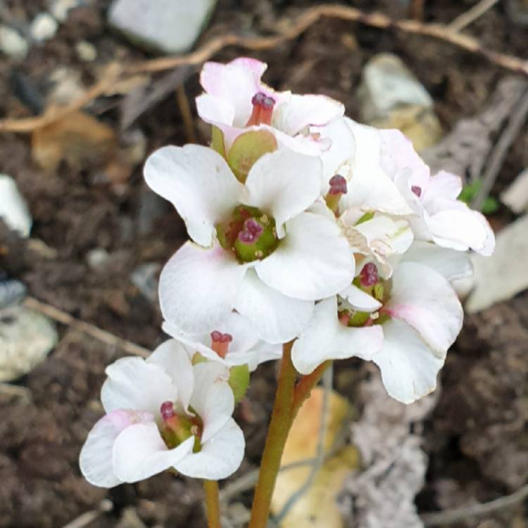 Plant image Bergenia 'Bressingham White'