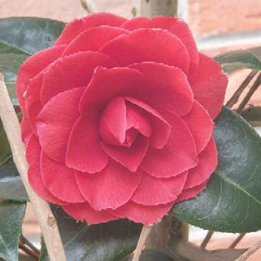 Camellia