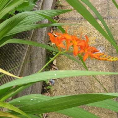 Montbretia (Species) Giant Montbretia