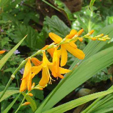 Montbretia 'George Davison'