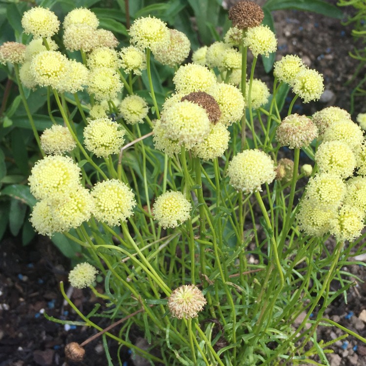 Plant image Santolina rosmarinifloria 'Lemon Fizz'