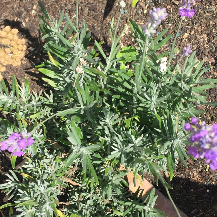 Plant image Lavandula angustifolia 'Schola' syn. Lavandula angustifolia 'Blue Cushion'