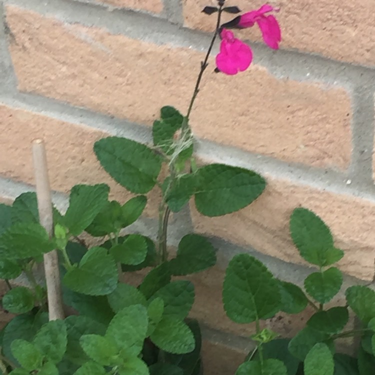 Plant image Salvia 'Dayglow'