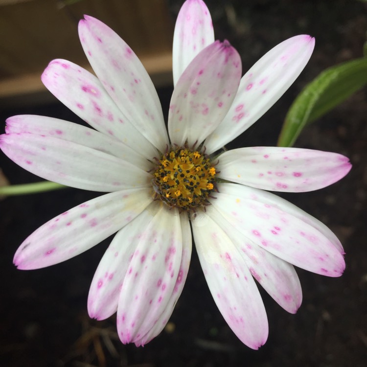 Plant image Osteospermum 'Lady Leitrim'