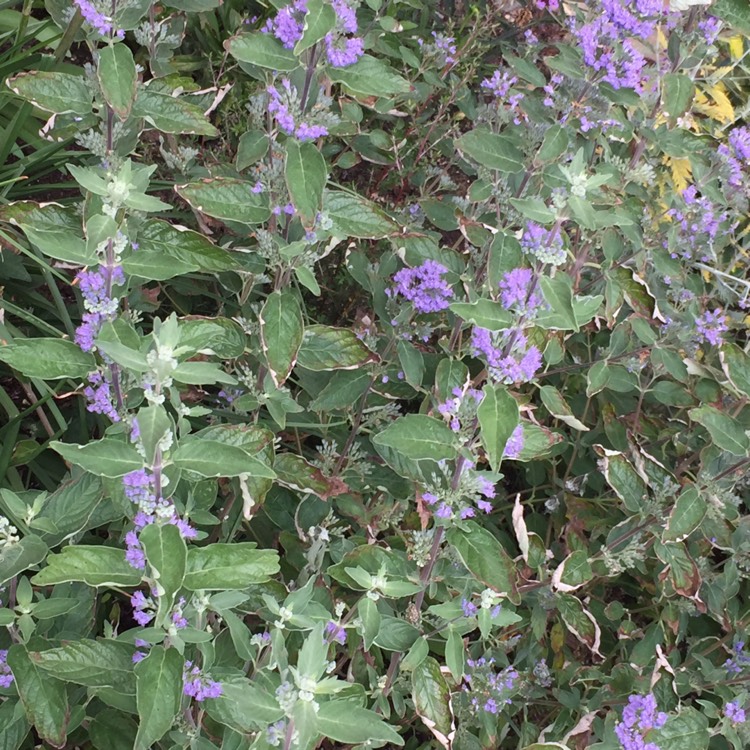 Plant image Caryopteris x clandonensis 'Kew Blue'