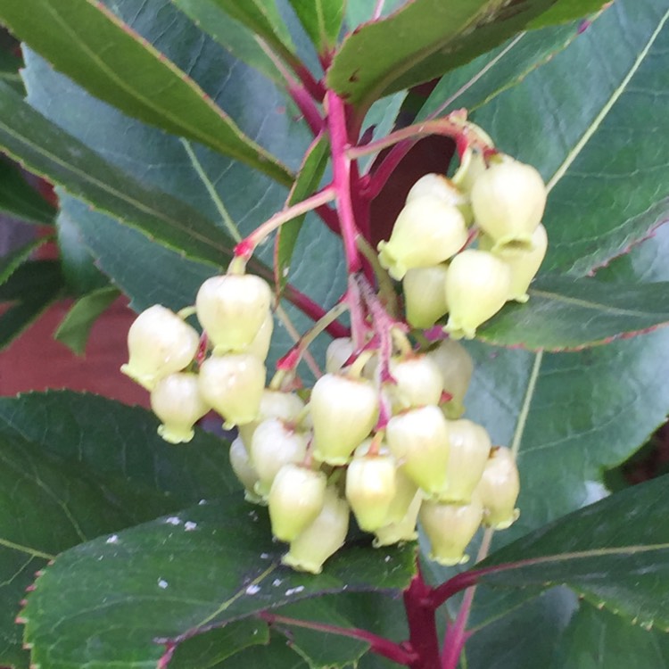 Plant image Arbutus unedo