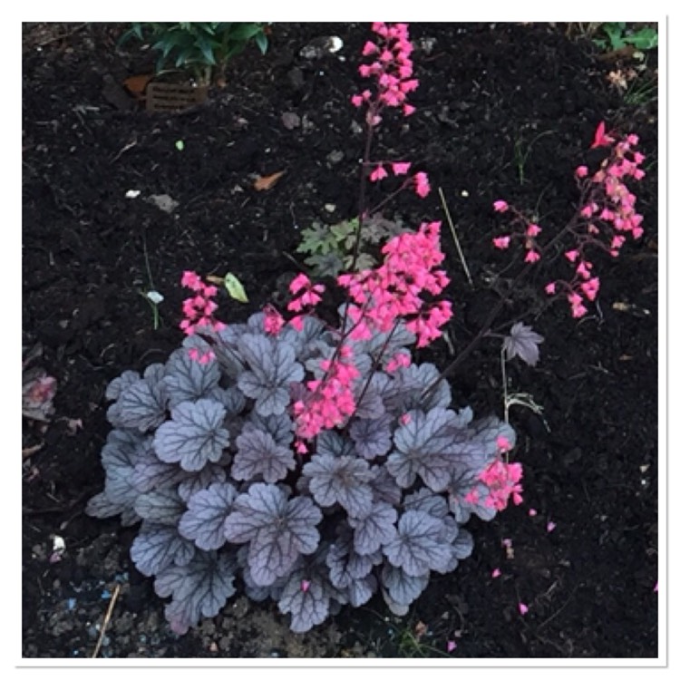 Plant image Heuchera 'Milan'