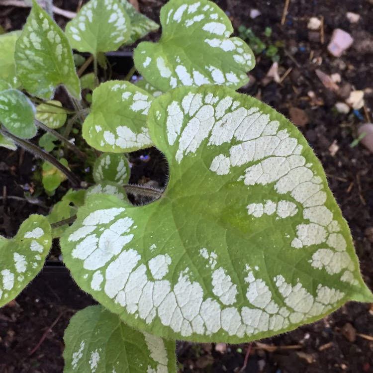 Plant image Brunnera macrophylla 'Emerald Mist'