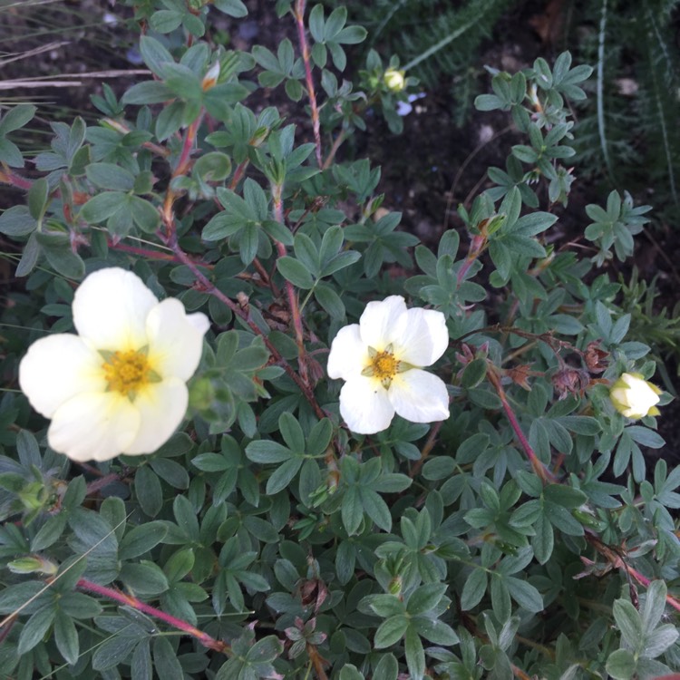 Plant image Potentilla fruticosa 'Primrose Beauty'