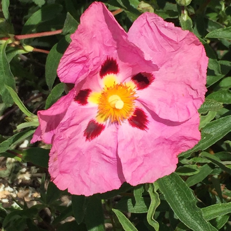 Plant image Cistus x purpureus 'Betty Taudevin'