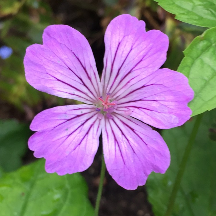 Plant image Geranium nodosum