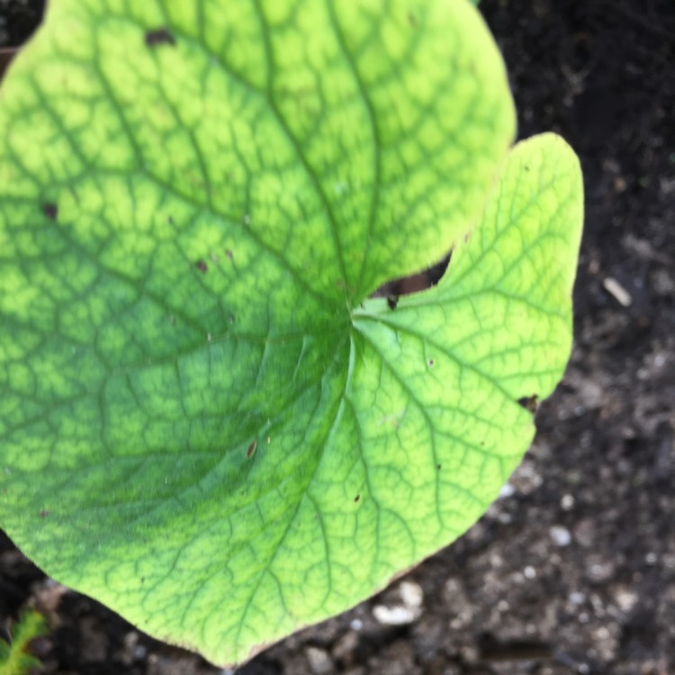 Plant image Brunnera sibirica