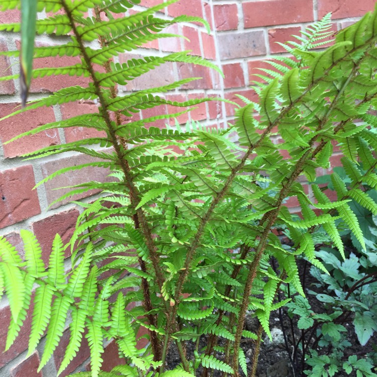 Plant image Dryopteris Affinis