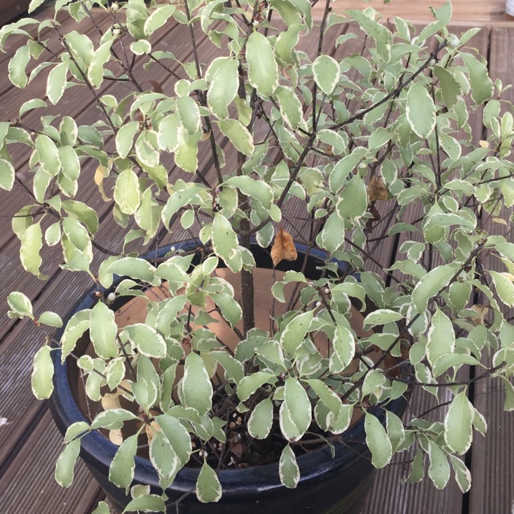 Plant image Pittosporum tenuifolium 'Silver Queen'