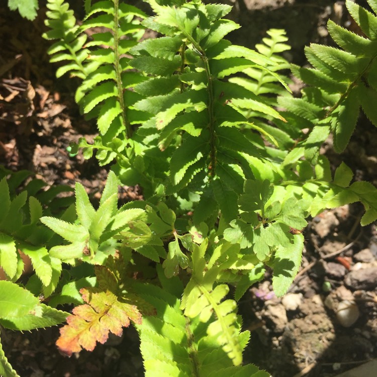 Plant image Polystichum Munitum