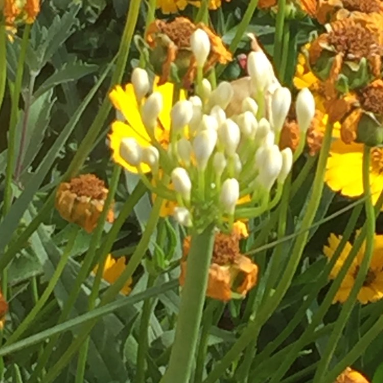 Plant image Agapanthus 'Getty White'