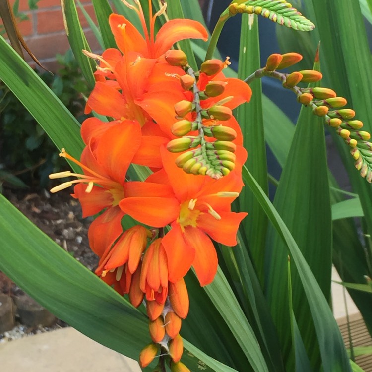 Plant image Crocosmia masoniorum