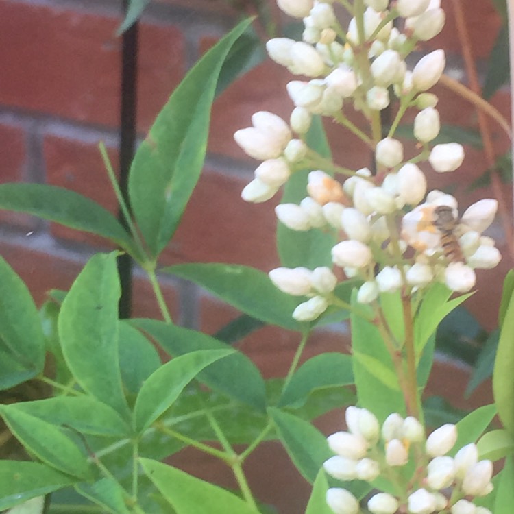 Plant image Nandina domestica 'Obsessed'