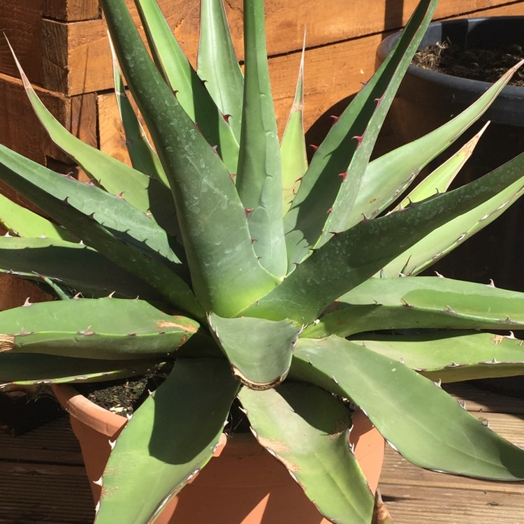 Plant image Agave Montana