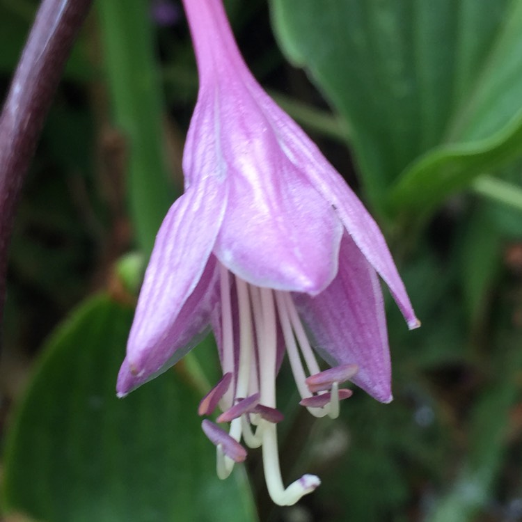 Plant image Hosta 'Purple Heart'