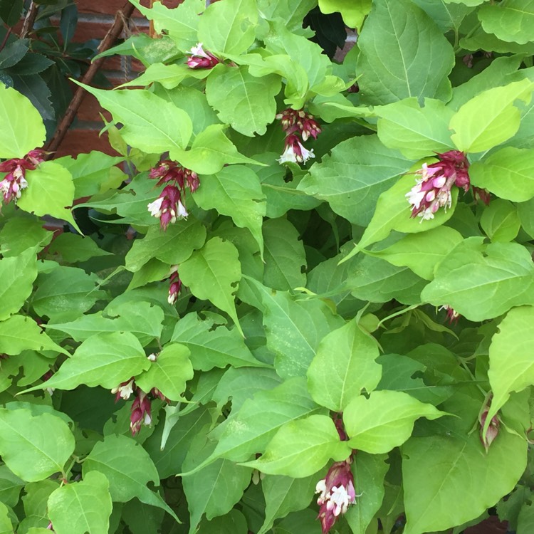 Plant image Leycesteria formosa 'Golden Lanterns'