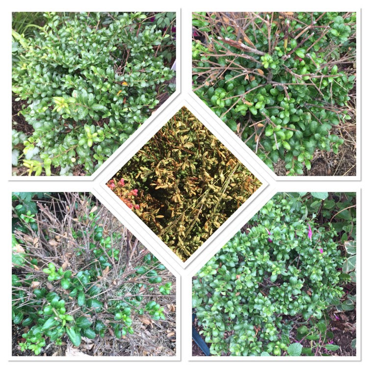 Plant image Ilex crenata 'Dark Green'