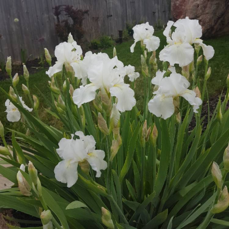 Plant image Iris x germanica 'Immortality'