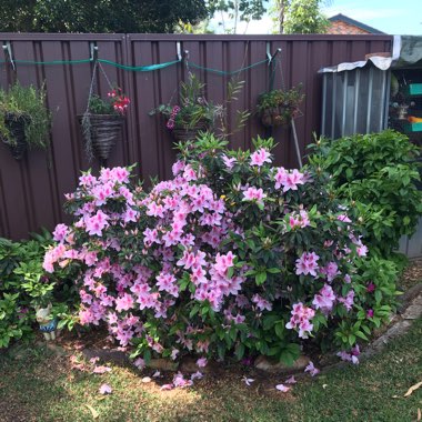 Rhododendron indicum 'Exquisite'