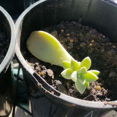 Graptopetalum Paraguayense subsp. Paraguayense