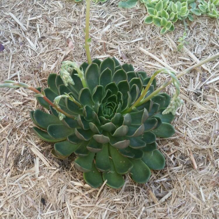 Plant image Echeveria Mira