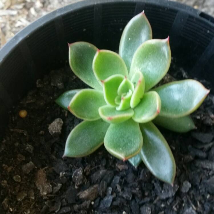 Plant image Echeveria Mira